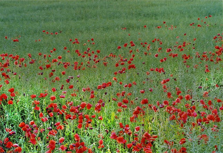 Pflanzen - Blumen - Felder - Wiesen