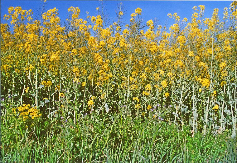 Pflanzen - Blumen - Felder - Wiesen