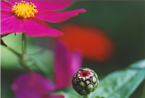 Cosmea - Knospe - Blumen-Fotos - Natur