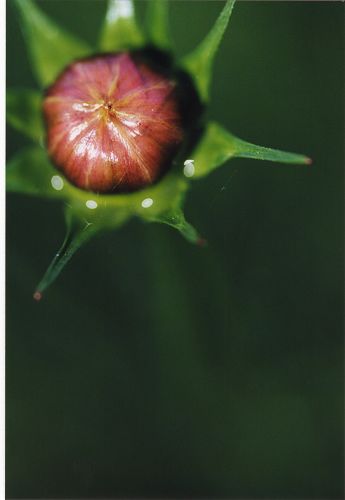 Cosmea - Blumen