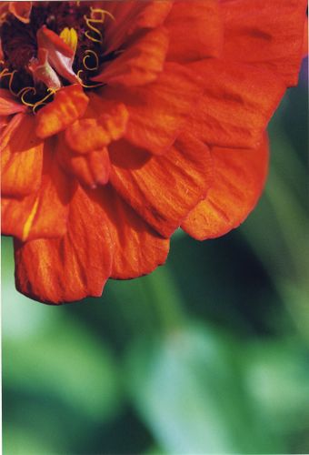 Blüten - Insekten - Blüten - Pflanzen - Natur - Gewächse