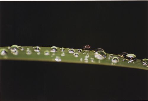 Fliege - Tropfen - Insekten - Blüten - Pflanzen - Natur - Gewächse