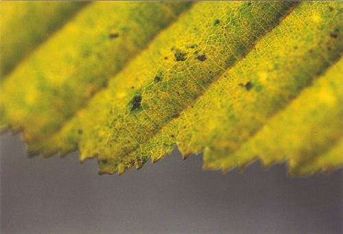 Blumen - Blüten - Pflanzen - Insekten - Natur