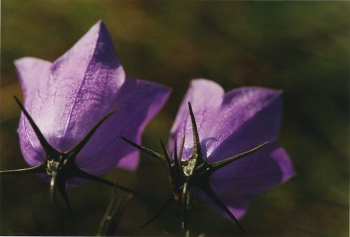 Blumen - Blüten - Pflanzen - Insekten - Natur