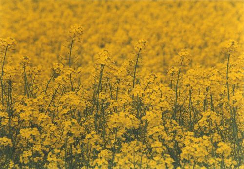 Blumen - Blüten - Pflanzen - Insekten - Natur