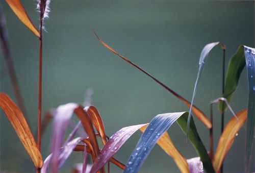 Blumen - Blüten - Pflanzen - Insekten - Natur