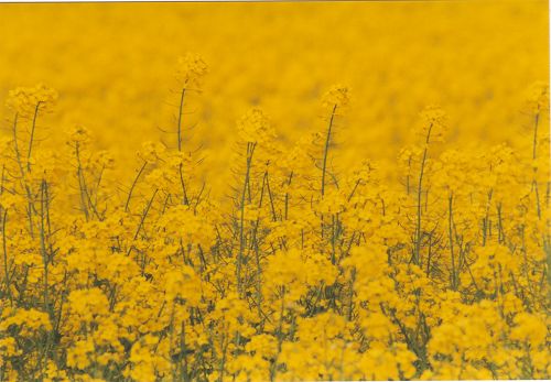 Blüten - Pflanzen - Insekten - Natur