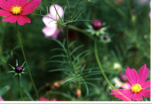 Zierpflanze Cosmea - Halme - Schilf - Pflanzen - Blumen