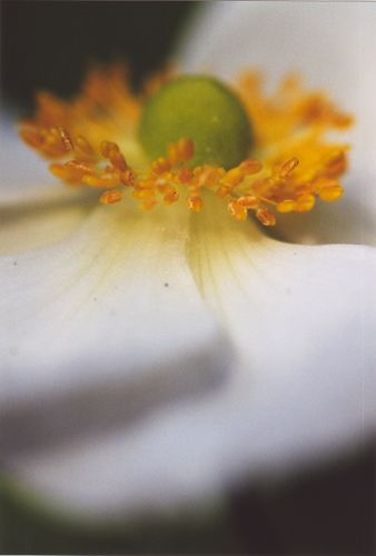 Insekten - Blüten - Pflanzen - Natur - Gewächse