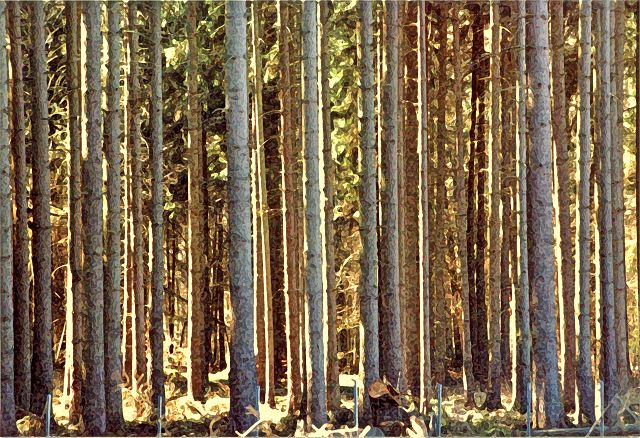 Wald zwischen Güstrow und Bützow