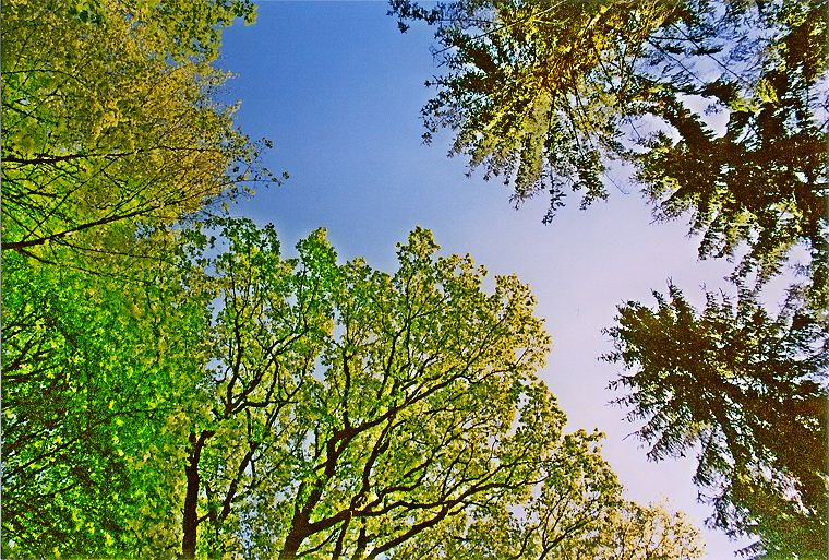 Baumkronen - Wald zwischen Wismar und Bützow