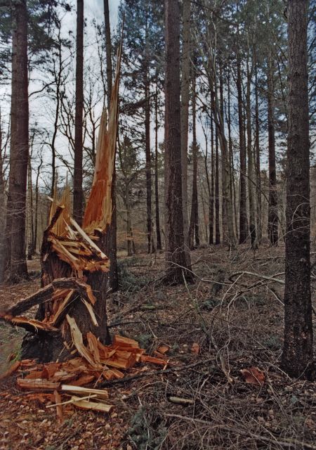 Wald zwischen Wismar und Bützow