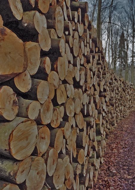 Wald zwischen Wismar und Bützow