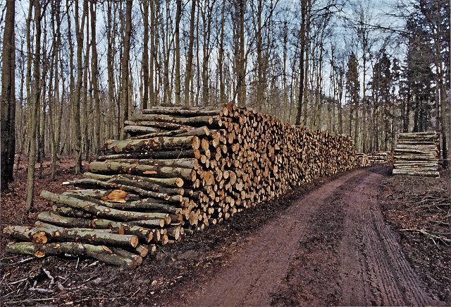 Wald zwischen Wismar und Bützow