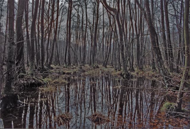 Wald zwischen Wismar und Bützow