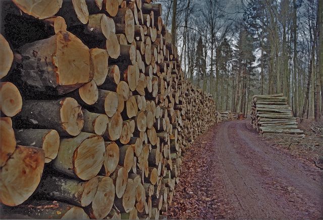 Wald zwischen Wismar und Bützow