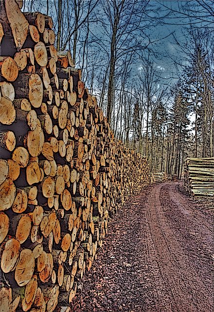 Wald zwischen Wismar und Bützow