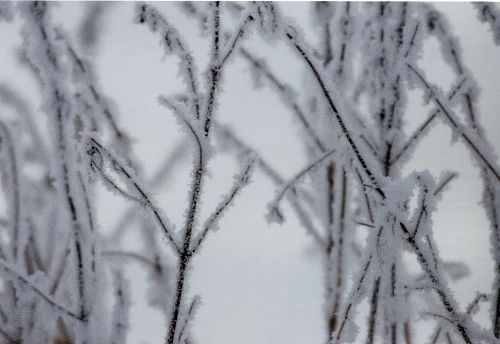 Strauch mit Schnee